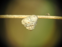 Trochoidea trochoides