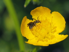 Osmia rufohirta