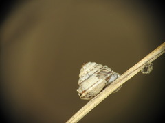 Trochoidea trochoides