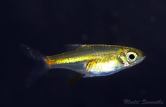Microdevario kubotai