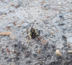 Pachylis laticornis