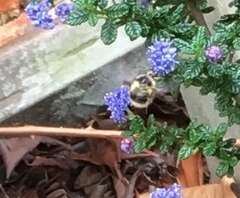 Bombus mixtus
