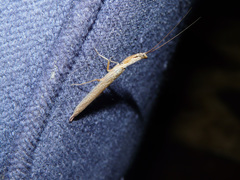 Galepsus