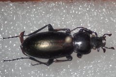 Carabus tenuitarsis