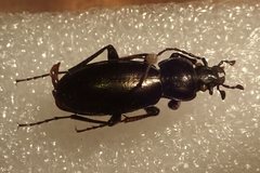 Carabus tenuitarsis