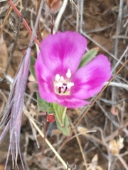 Clarkia purpurea viminea