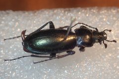 Carabus tenuitarsis
