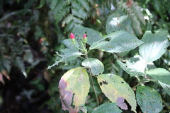 Malvaviscus palmanus