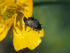 Anthaxia nigrojubata