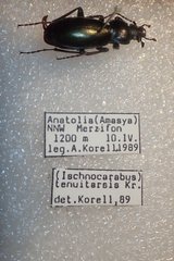 Carabus tenuitarsis