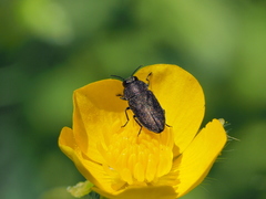 Anthaxia nigrojubata