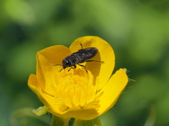 Anthaxia nigrojubata