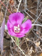 Clarkia purpurea viminea