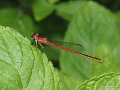 Agriocnemis femina oryzae