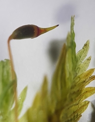 Fissidens serrulatus