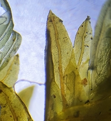 Fissidens serrulatus