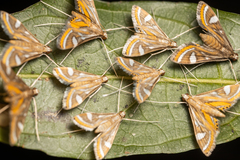 Strepsinoma