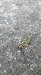Orthoptera