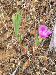Clarkia purpurea viminea