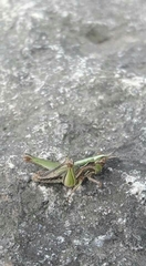 Orthoptera
