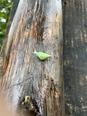 Leiostracus perlucidus
