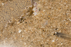 Matuta