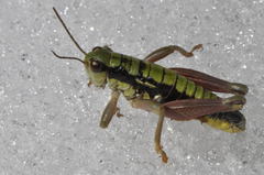 Epipodisma pedemontana
