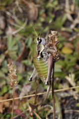 Anonconotus alpinus