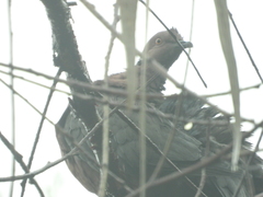 Patagioenas araucana