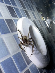 Centroctenus brevipes