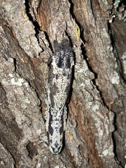 Morpheis melanoleuca