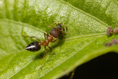Crematogaster