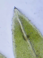 Fissidens serrulatus