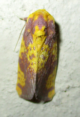 Copifrontia xantherythra