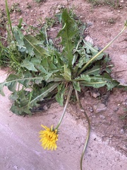 Taraxacum