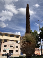 Puya raimondii