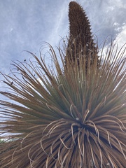 Puya raimondii
