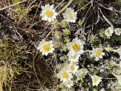 Leucogenes leontopodium