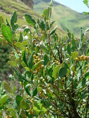 Searsia pyroides gracilis