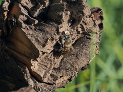 Osmia aurulenta