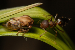 Membracidae