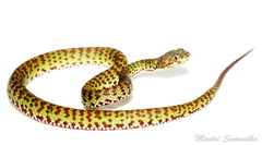 Trimeresurus venustus