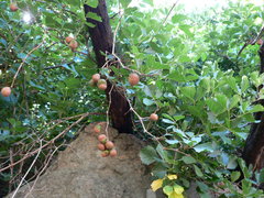 Rhoicissus tridentata