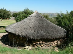 Rhoicissus tridentata