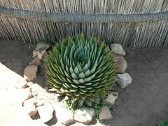 Aloe polyphylla