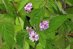 Lantana trifolia