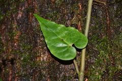 Piper borbonense