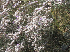 Limonium sareptanum