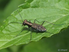 Cylindera kaleea