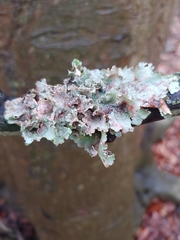 Marchandiomyces corallinus